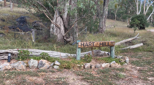 Experience a gold prospecting adventure at Hart Hill Camping! Discover rustic charm, private property fossicking, and nature's wonders just 40km West of Warwick, Australia. Uncover treasures amidst the beauty of the great outdoors.